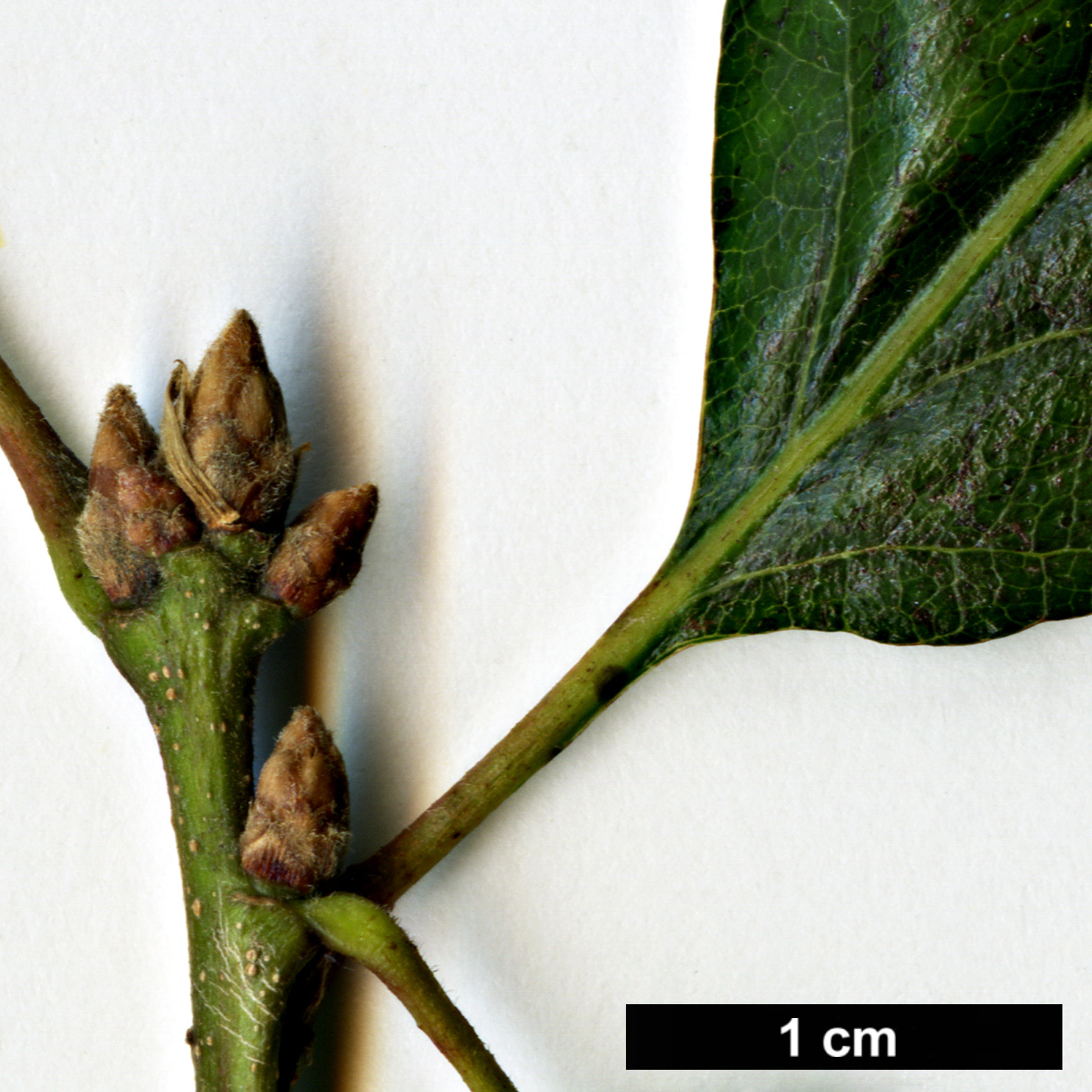 High resolution image: Family: Fagaceae - Genus: Quercus - Taxon: garryana - SpeciesSub: subsp. semota